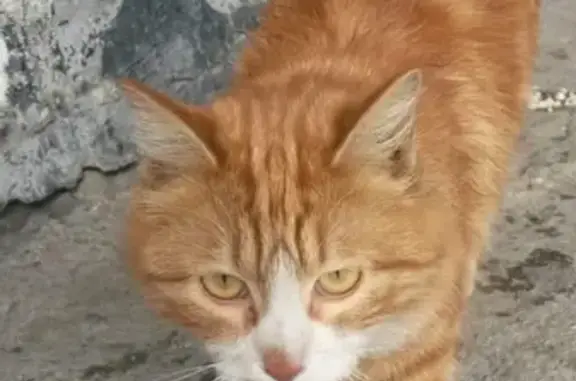 Найдена рыжая кошка в Южно-Сахалинске, ищет дом