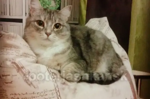 Кошки потеряшки, Новосибирск, фото: Потеряшка кошка Соня на ул. Снежиной в Октябрьском районе