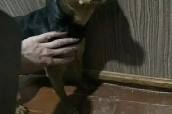 Найдена домашняя собака на ул. Байкальская, 242