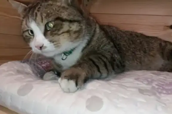 Кошки потеряшки, Ключевск, фото: Потеряшка кошка на ул. Трудовая-ул. Советская, зеленый ошейник.