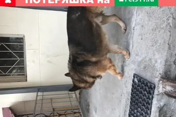 Найдена собака Немецкая овчарка на ул. 9 Января, 272