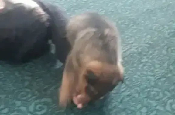 Собаки потеряшки, Азнакаевский район, фото: Потеряшка собака в селе Яна юл, Азнакаевский район