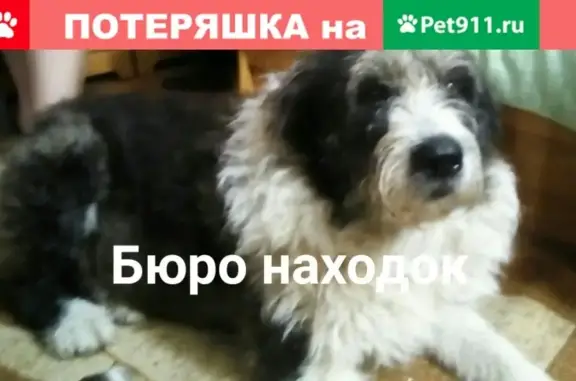 Найдена собака, Архангельск
