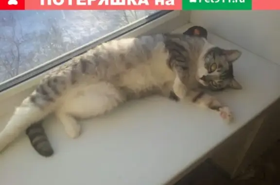 Найдена кошка в Санкт-Петербурге