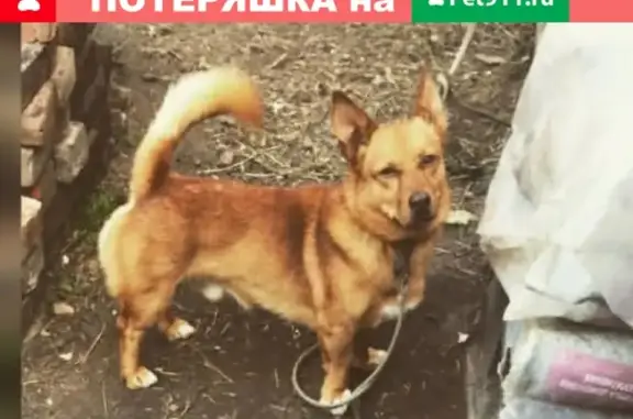 Пропала собака в Омске, ищем!