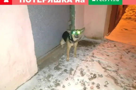 Найдена собака на ул. Малиновского, Н. Новгород