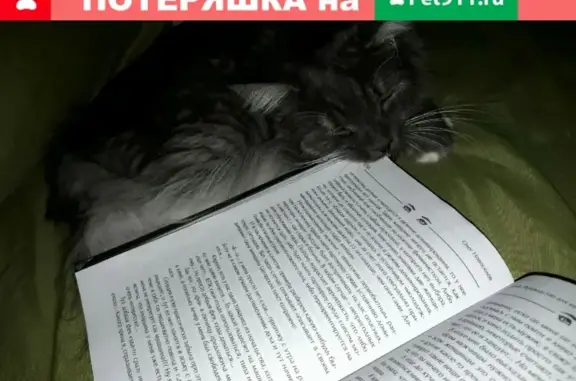 Пропала кошка Буня на улице Куйбышева 18а