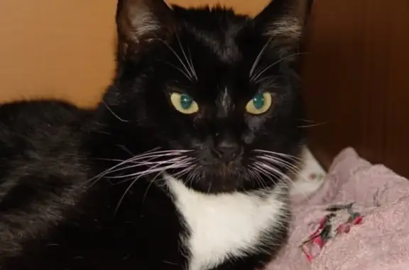 Кошки потеряшки, Владивосток, фото: Потеряшка черная кошка с белой грудкой на ул. Добровольского 9, Владивосток