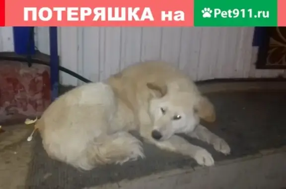 Собака найдена в Астрахани