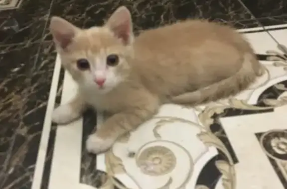 Найден котенок в Серебряном Бору