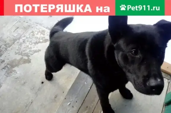 Срочно найдена домашняя собака в Суоярви, Карелия