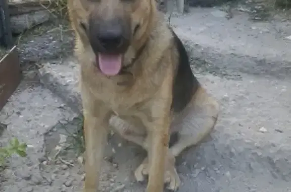 Пропала собака в Краснодаре с кожаным ошейником.