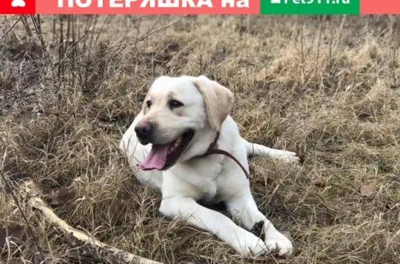 Пропала собака в районе Молодежного, Севастополь