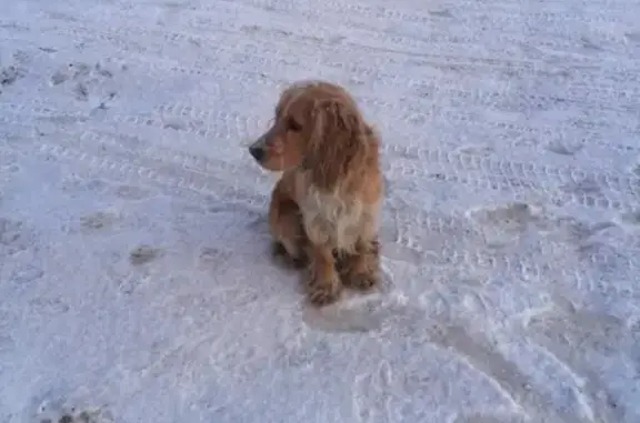 Собака найдена на ул. Дзержинского, Комсомольск-на-Амуре