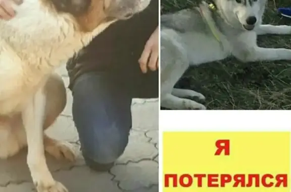 Найдена белая собачка на 50 лет ВЛКСМ в Ставрополе