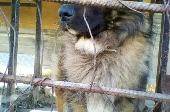 Пропала собака Немецко-кавказская овчарка в Апатитах