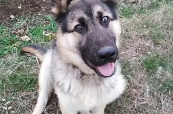 Пропала собака Метис в Колодезном, Крым