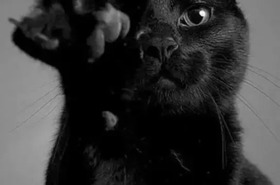 Пропал кот Чёрный в Мальково, Наро-Фоминск. Помогите найти!