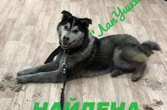 Найдена собака в Емельяново, возможно хаски