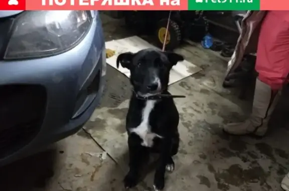Найдена собака на ул. Ветеринарной в Нижнем Новгороде