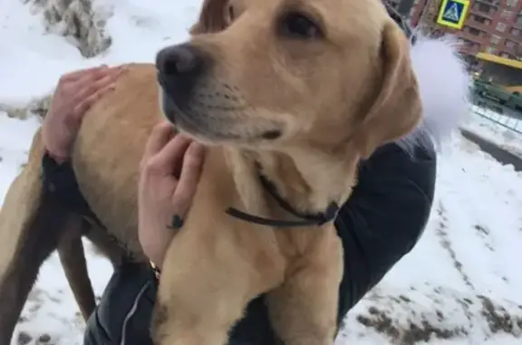 Найдена собака в Саранске, район Сити Парка