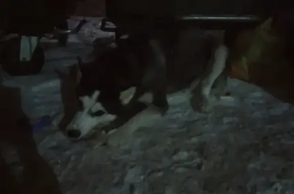Найдена собака в Нижневартовске (ХМАО)