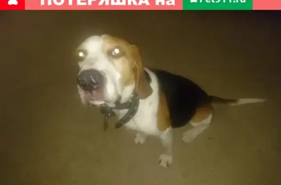 Найдена собака в Малоярославце, Калужская обл. (видно, что порода похожа на бигля)