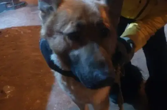 Найдена собака на Санкт-Петербургской