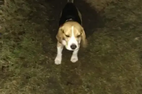 Собака найдена в п. Лесное, д.35, Калининградская область