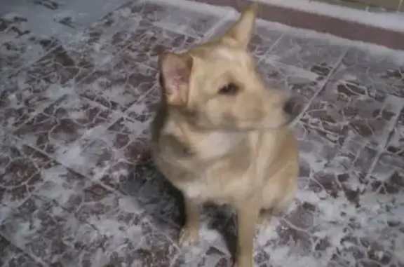 Найдена собака на улице Валерии Гнаровской