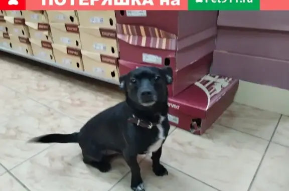Найден пес на пр. Комсомольском, 31
