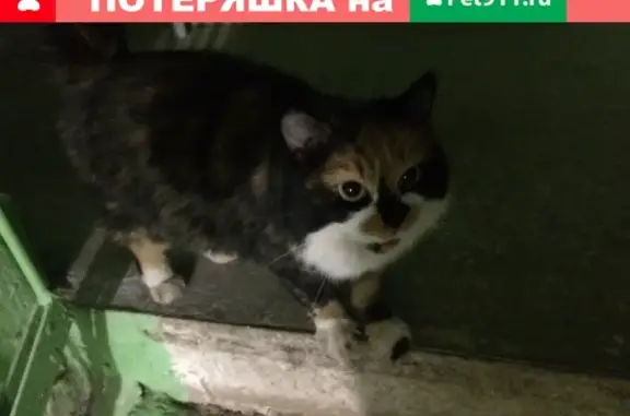 Найдена кошка в районе Зонального института, ищем хозяина!