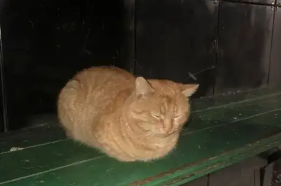 Найден рыжий кот в Электростали