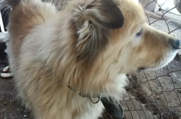 Найдена собака на улице Советской Армии в Пскове