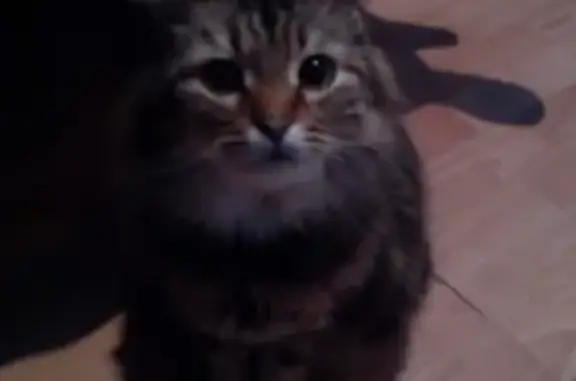 Найдена кошка в Волховском микрорайоне
