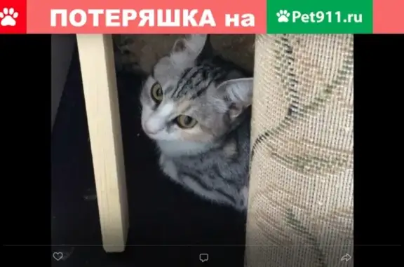 Найдена кошка в Новороссийске, 14-й микрорайон