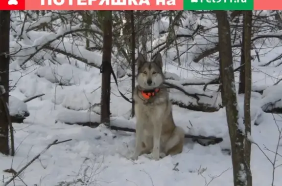 Пропала собака в Жуковском р-не, Калужская обл.