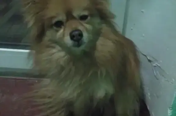 Найдена домашняя собака в Москве, нужны хозяева!