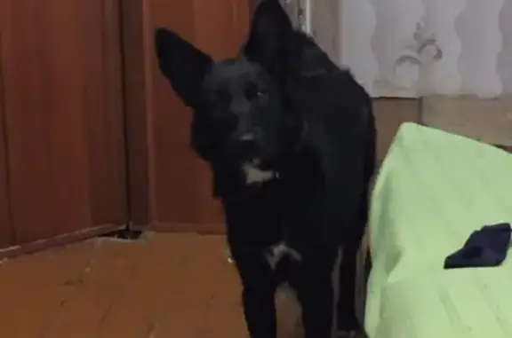 Пропала собака Джесся в Осе, Пермский край