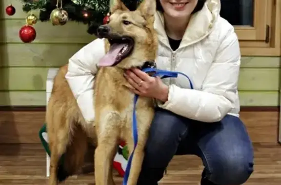 Собаки потеряшки, Нижний Новгород, фото: Потеряшка собака на улице Василия Иванова