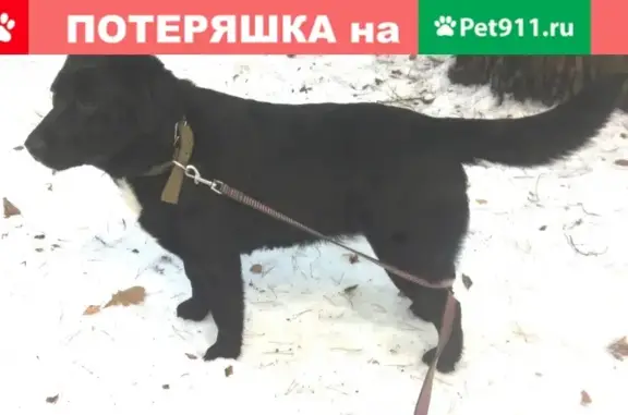 Найдена домашняя собака в Обнинске, ищем хозяина!
