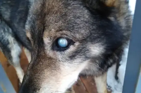 Найден слепой пёс в Раменском районе, адрес - д. Надеждино, СНТ 