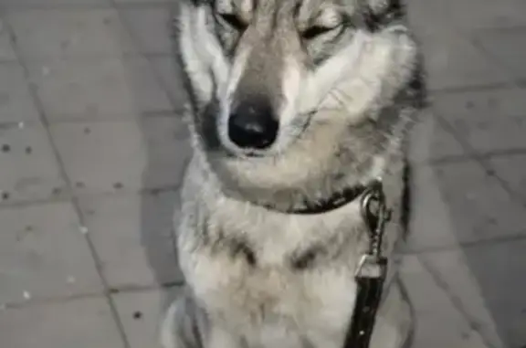 Пропала собака в Краснодарском крае