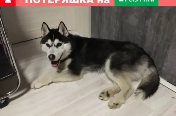 Пропала собака, Хаски в Бобровском, Свердловская обл.