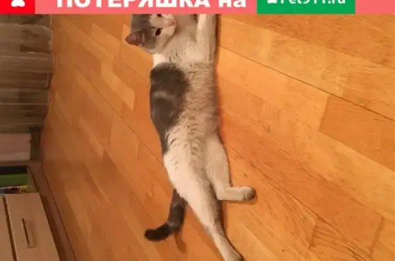 Найдена домашняя кошка на Старо-Петергофском проспекте