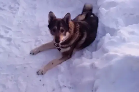 Пропала собака Лайка в Вышневолоцком районе