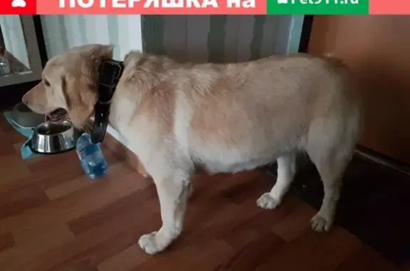 Найден лабрадор в Красноярске