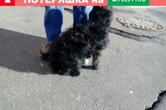 Найдена собака Чапка на Изюмской улице