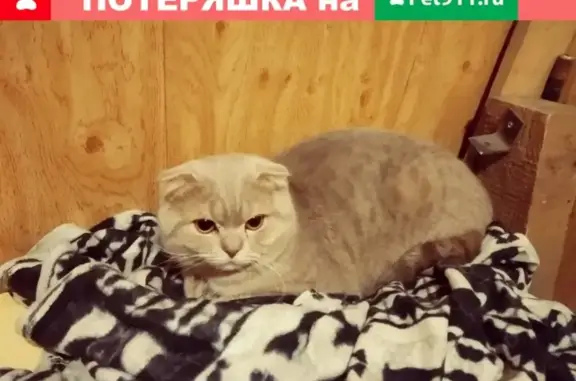Кошка на ул. Ленина, 26 в Новокузнецке
