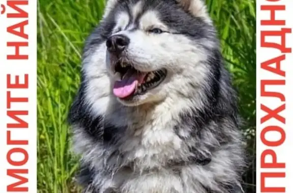 Пропала собака Сибирский Хаски в Прохладном, Приморье